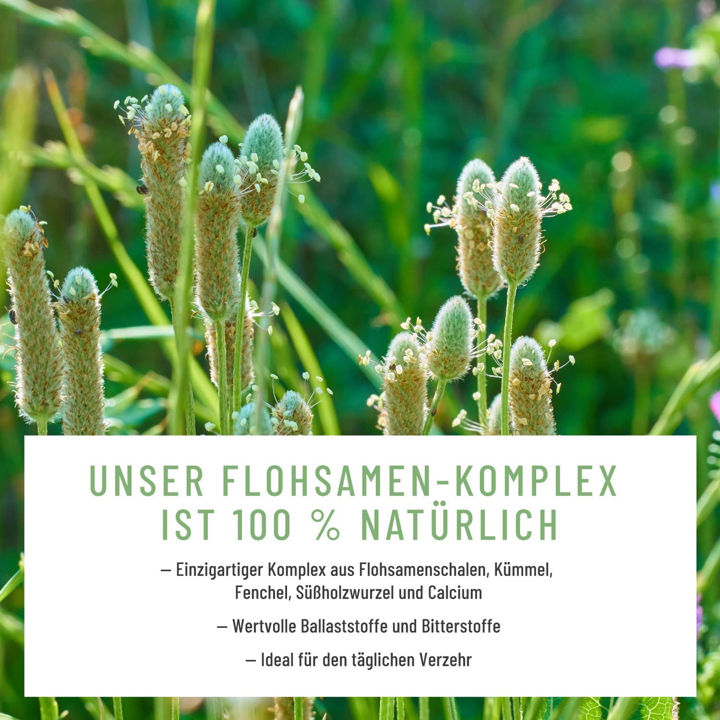 Florasamen Verdauungs Komplex Moodbild