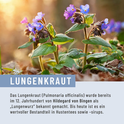 Lungenkraut: Mit Eukalyptus, Thymian & NAC