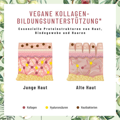 Glanzvoll Vegane Kollagen-Bildungsunterstuetzung Kollagen