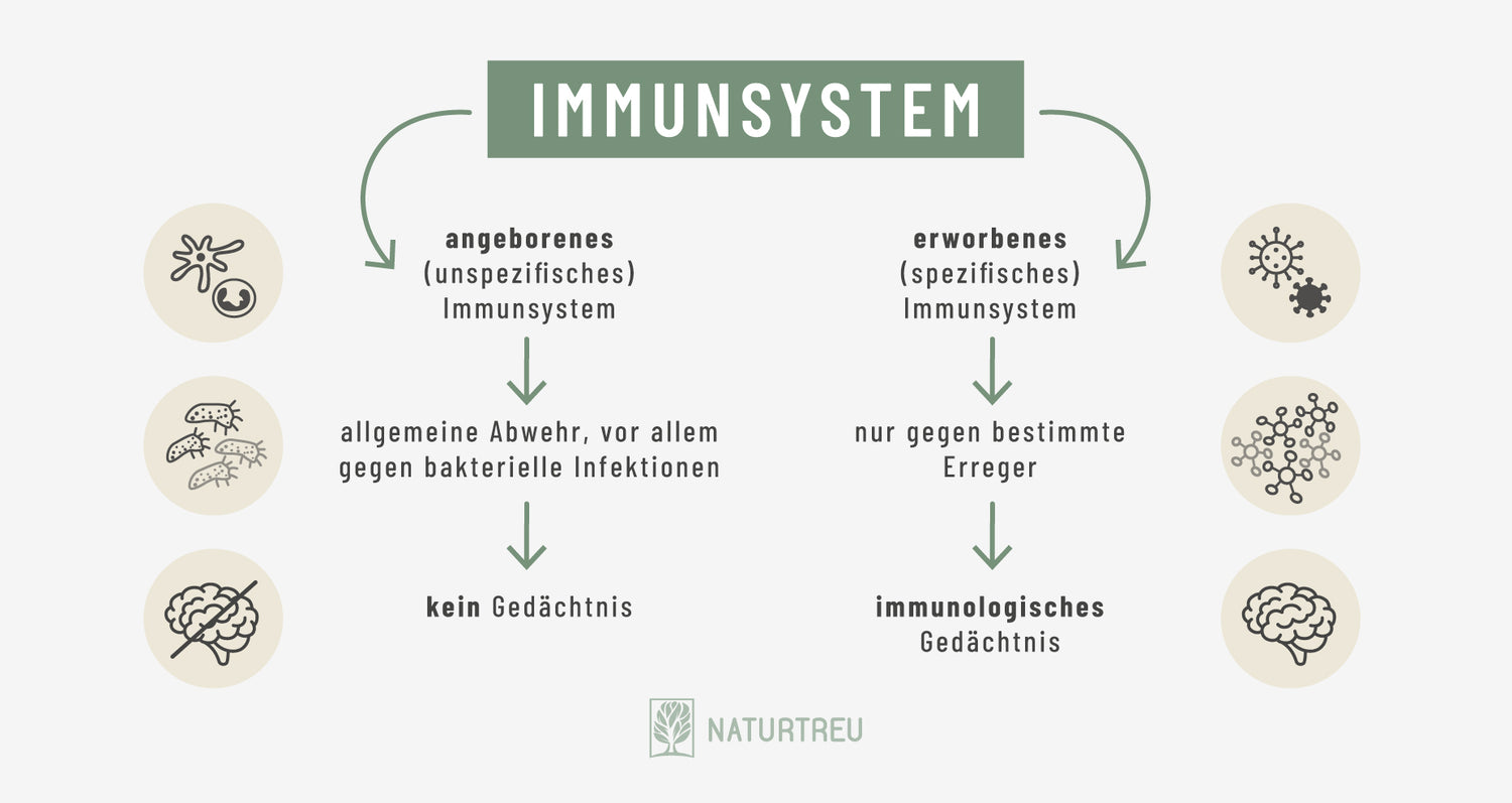 Angeborenes und erworbenes Immunsystem