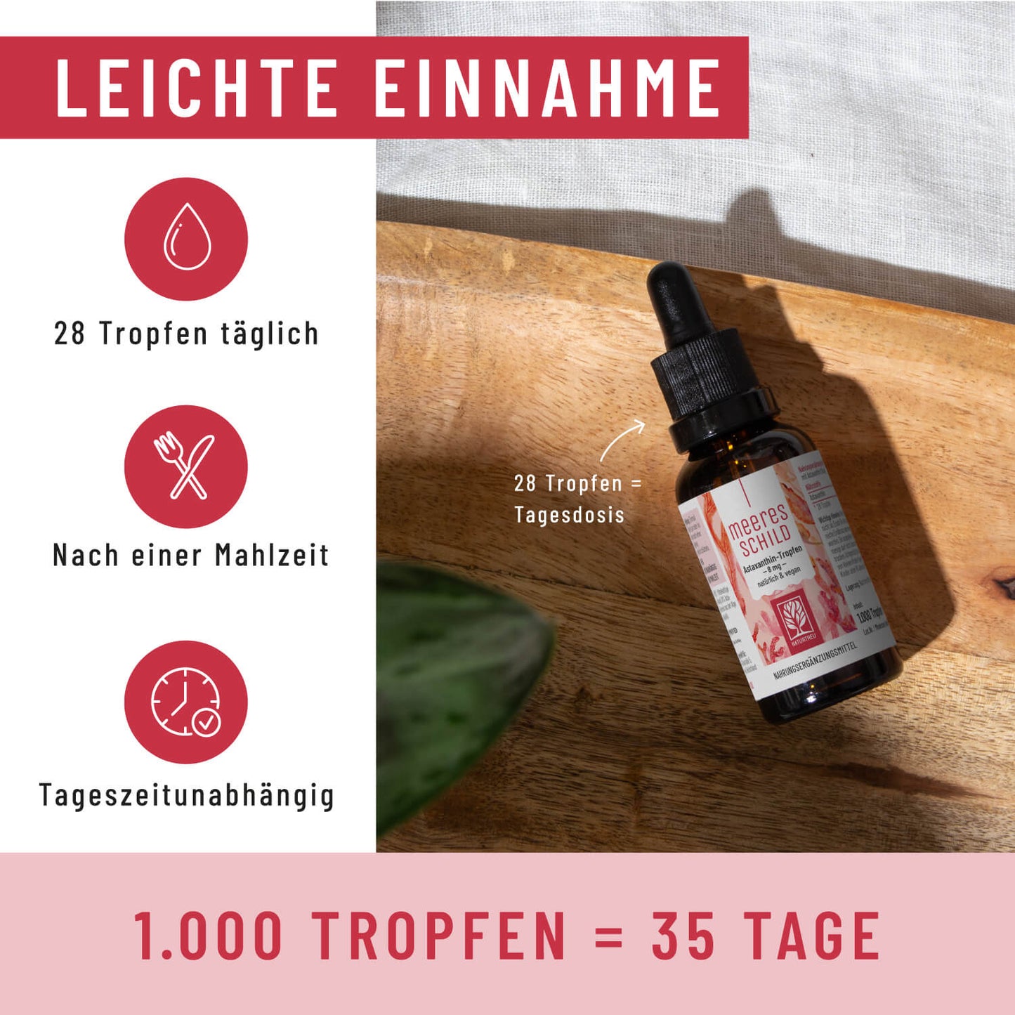 MESC Meeresschild Creatives Einnahme