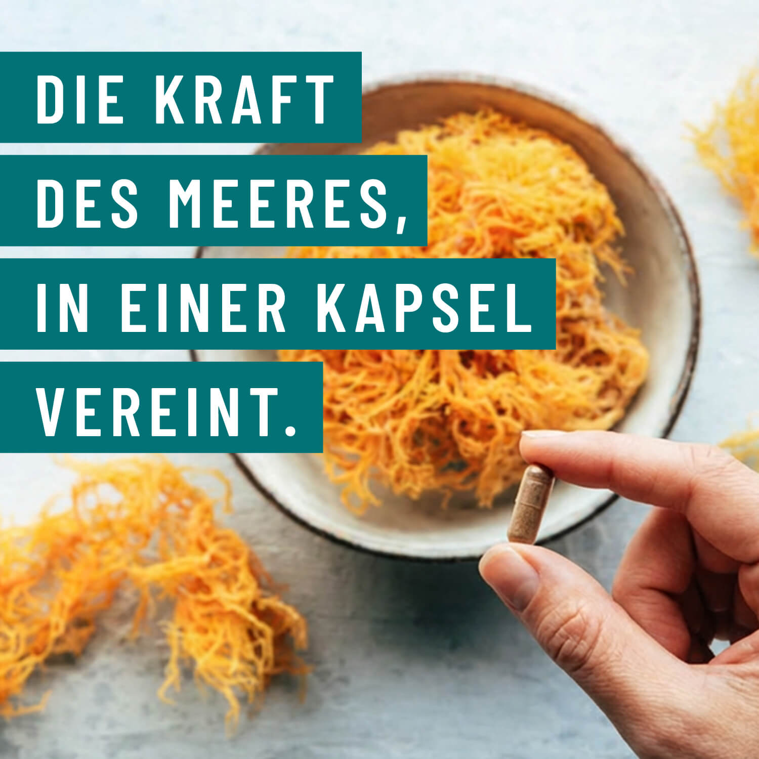 Meeresperle irish sea moss Kraft des Meeres