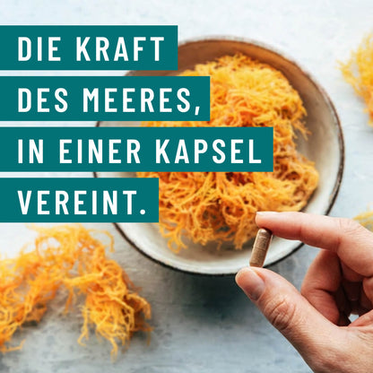 Meeresperle irish sea moss Kraft des Meeres