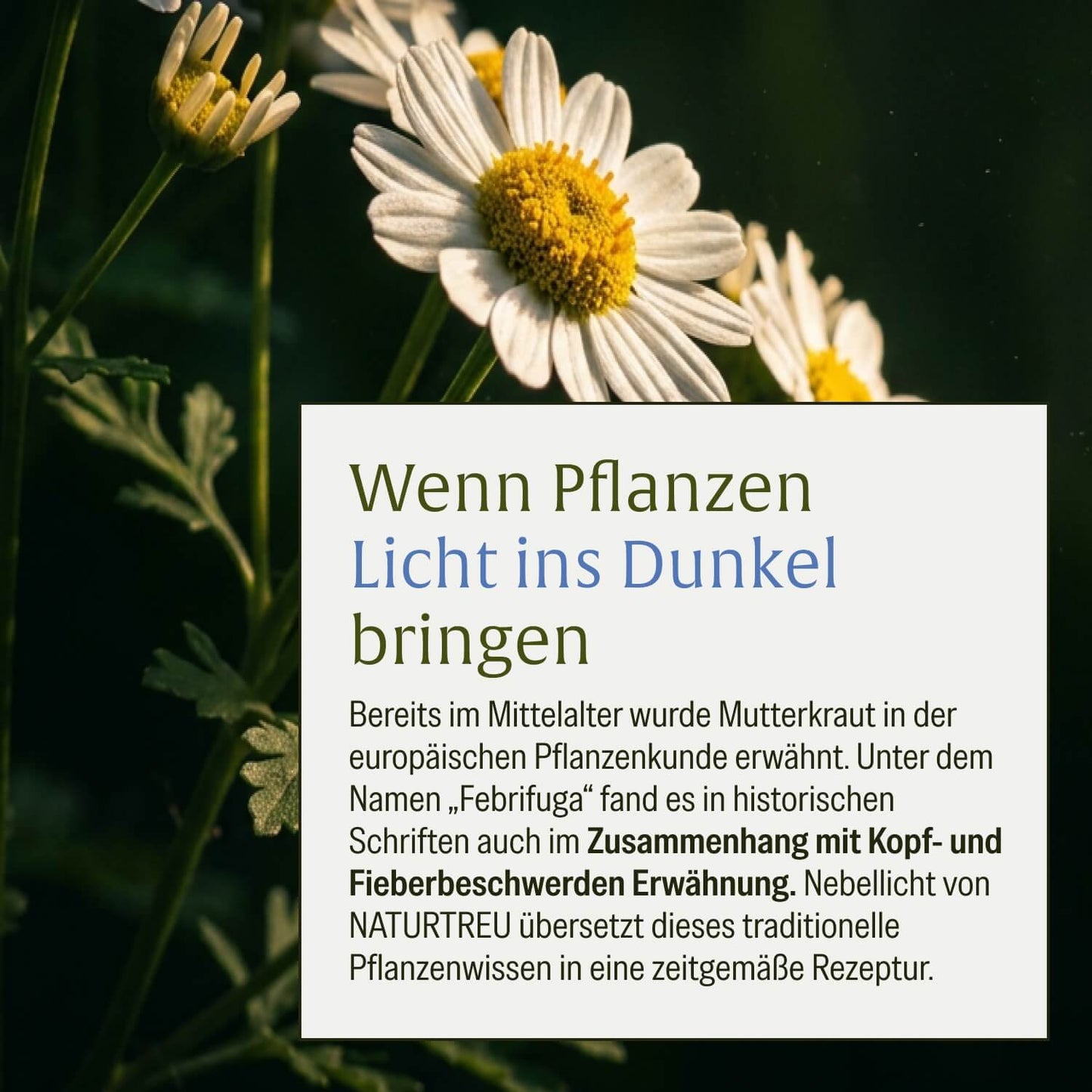 Nebellicht: Mutterkraut Kapseln mit Magnesium, Ingwer & Q10