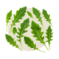 Rucola