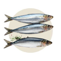 3.000 g Sardinen