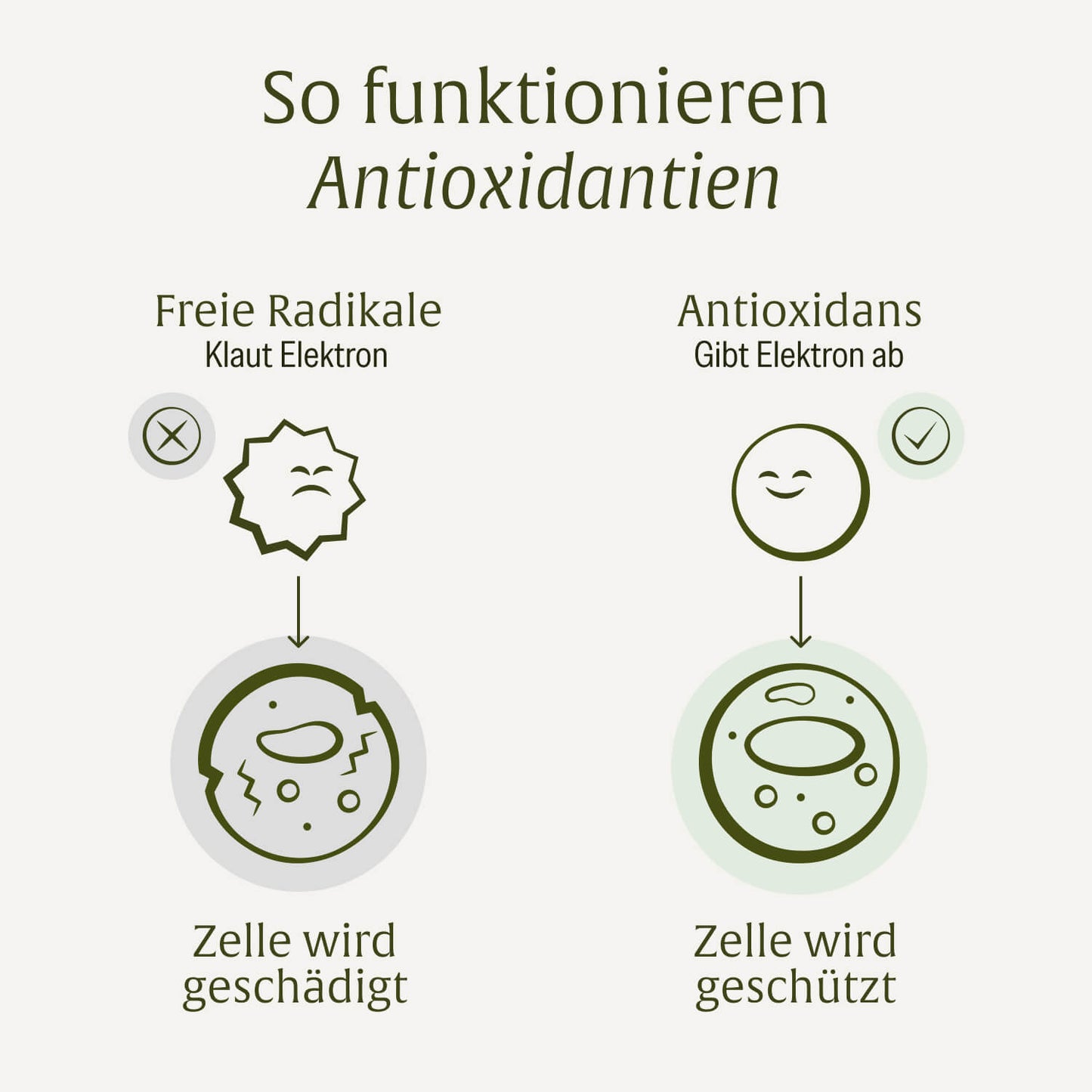 Schutzwunder: Antioxidantien-Komplex